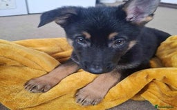 German Shepherd dogs for sale: BEAUTIFUL GERMAN SHEPHERD PUPS READY NOW - Image 37