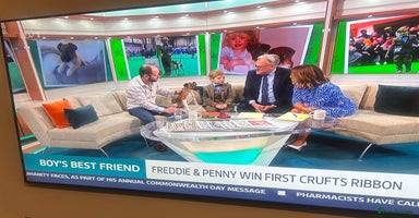 Fox Terrier dogs Smooth fox terrier litter due November!  - Advert 5