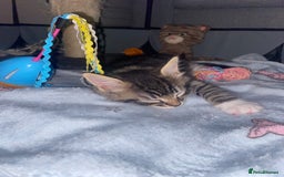 Mixed Breed cats for sale: 4 beautiful kittens for sale , 3 boys 1 girl  - Image 3