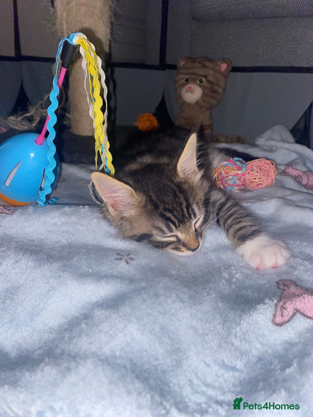Mixed Breed cats for sale: 4 beautiful kittens for sale , 3 boys 1 girl  - Image 3