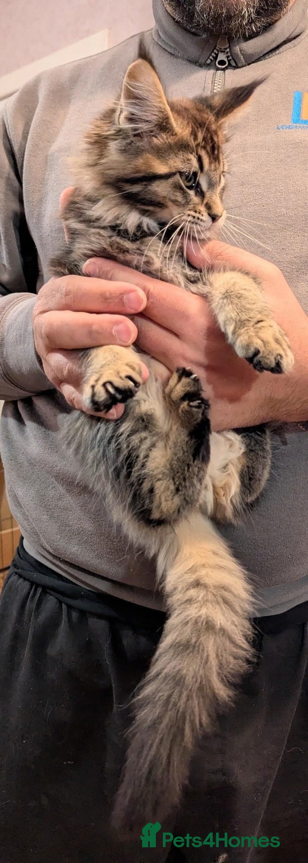 Maine Coon cats for sale: 🎄GCCF XXL Maine Coon Kitties-RARE OPPORTUNITY🎄  - Advert 8