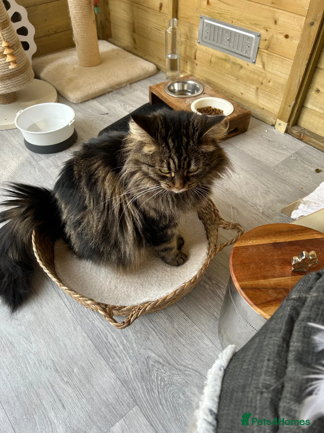 Mixed Breed cats for sale: Tilly - Advert 2