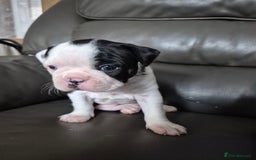 Boston Terrier dogs for sale: BOSTON TERRIER PUPPIES - Image 10