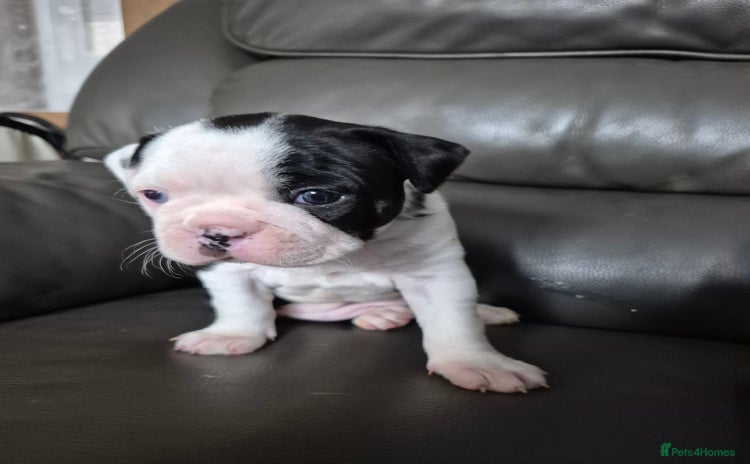 Boston Terrier dogs - Advert 4