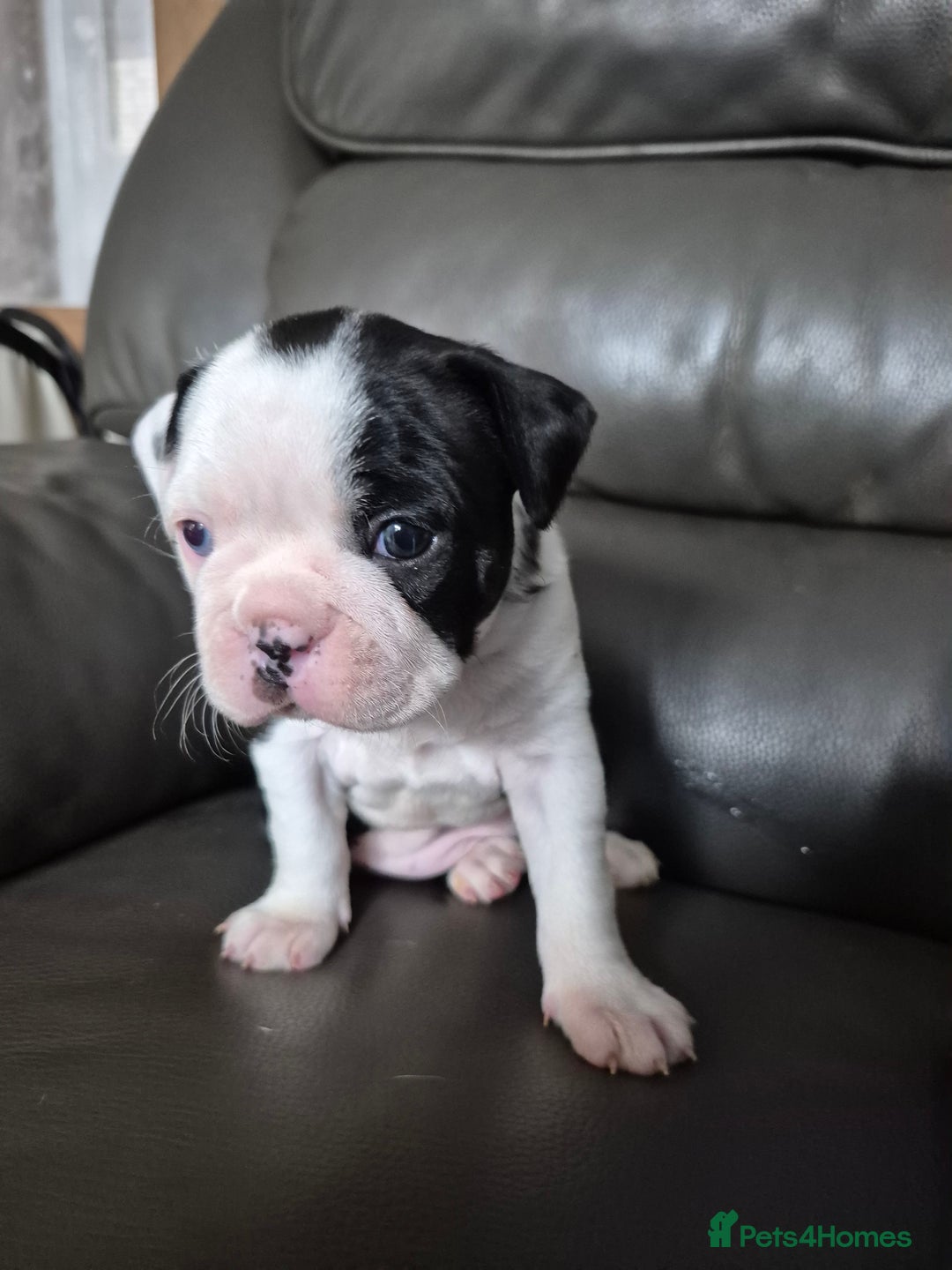 Boston Terrier dogs for sale: BOSTON TERRIER PUPPIES - Image 10