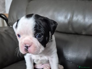 Boston Terrier dogs - Advert 2