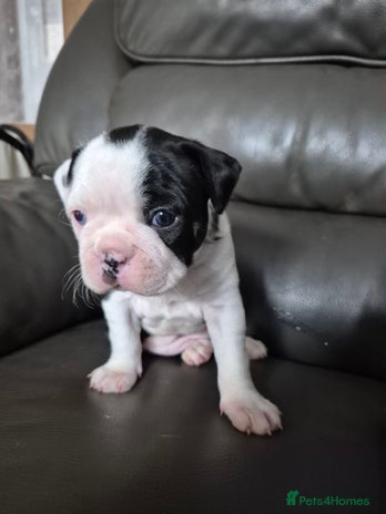 Boston Terrier dogs - Advert 4