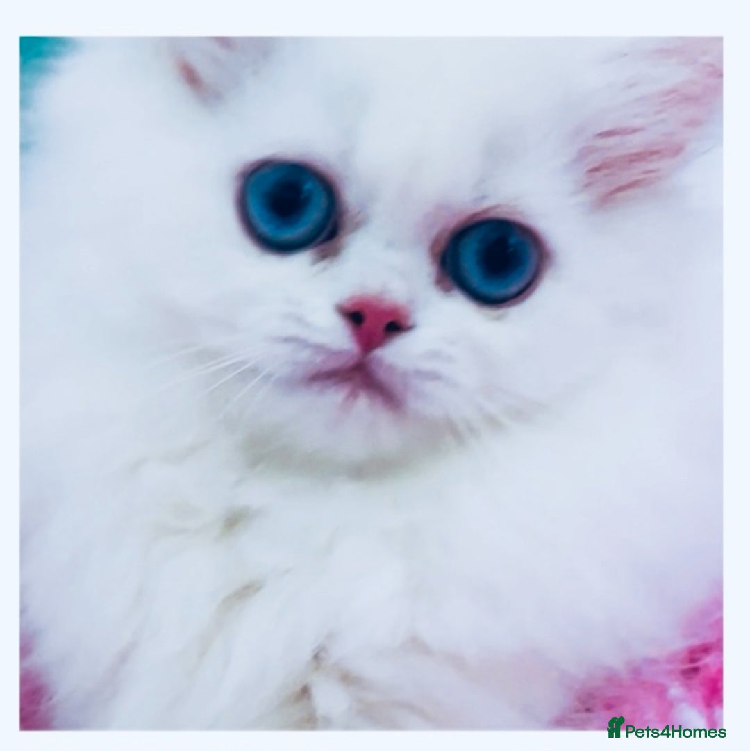 Persian cats for sale: Pure White Persian Girls BLUE EYES & full hearing - Image 15