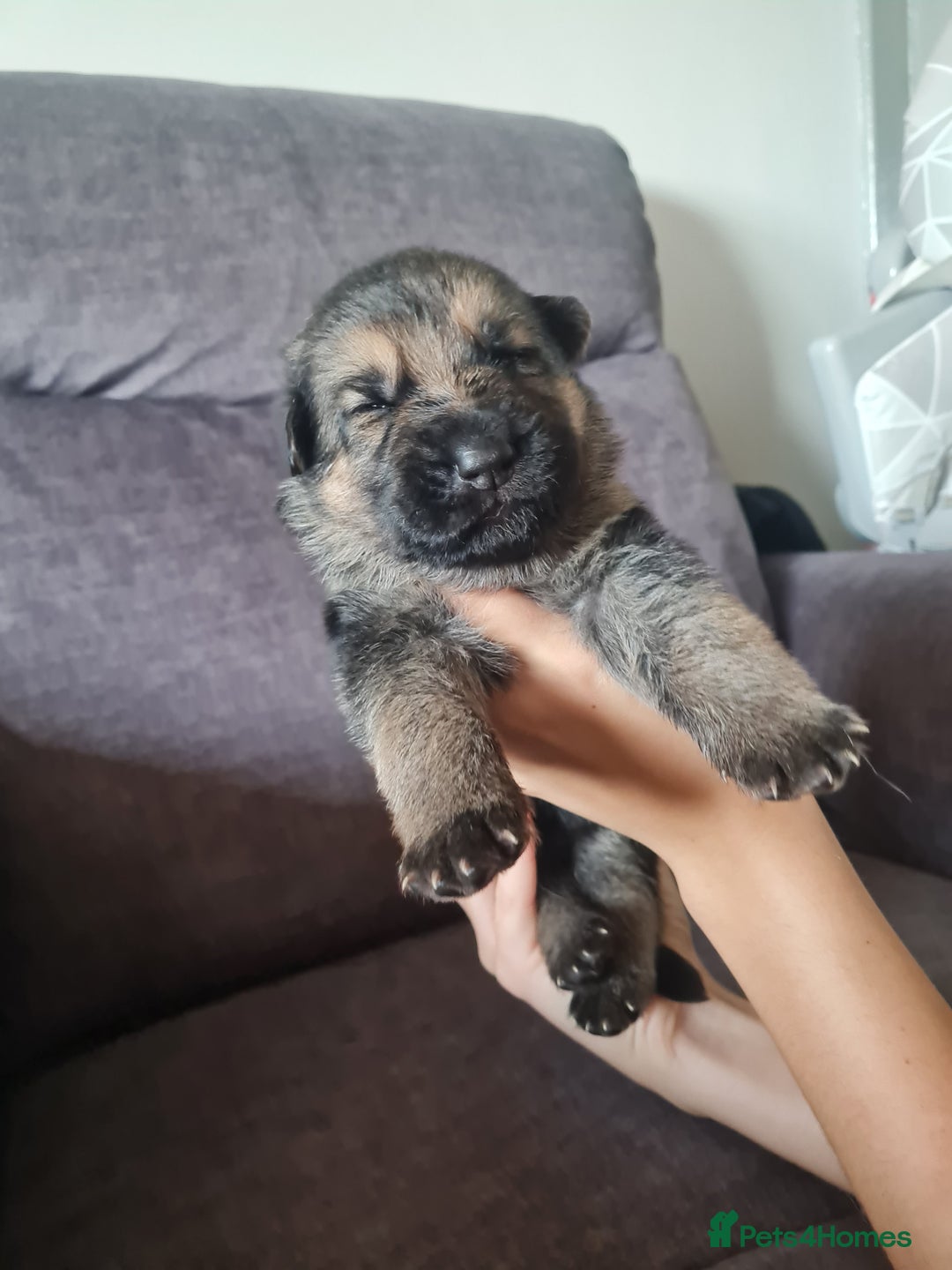 German Shepherd dogs for sale: German shepherd puppies  - Image 24