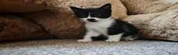 Mixed Breed cats for sale: BRITISH SHORTHAIR CROSS KITTENS *READY NOW* - Advert 3