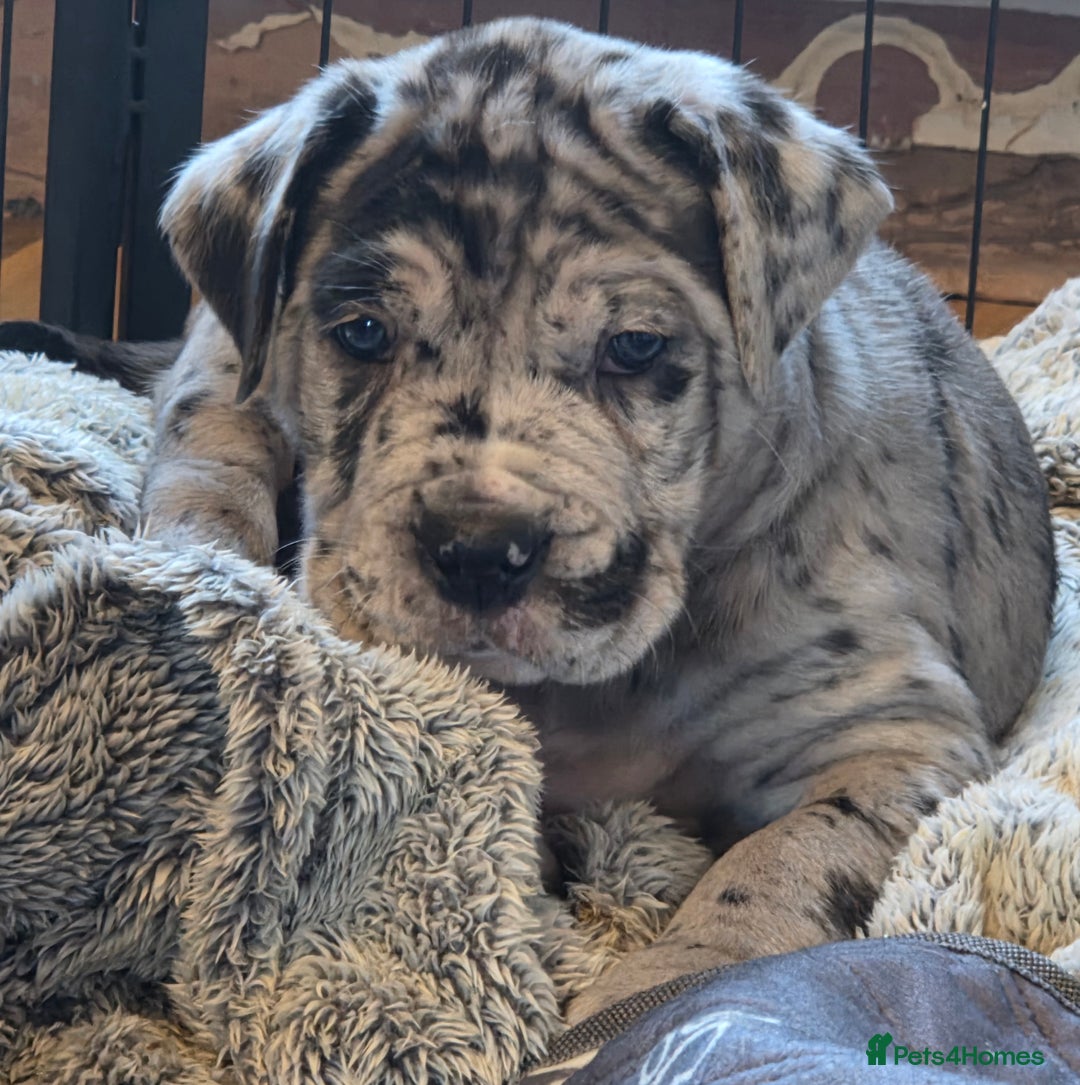 Cane Corso dogs for stud: Stud  - Advert 15