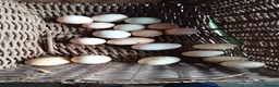 Chickens poultry for sale: 🐔 Organic Fertile Eggs & Pure Breed Chickens - Advert 7
