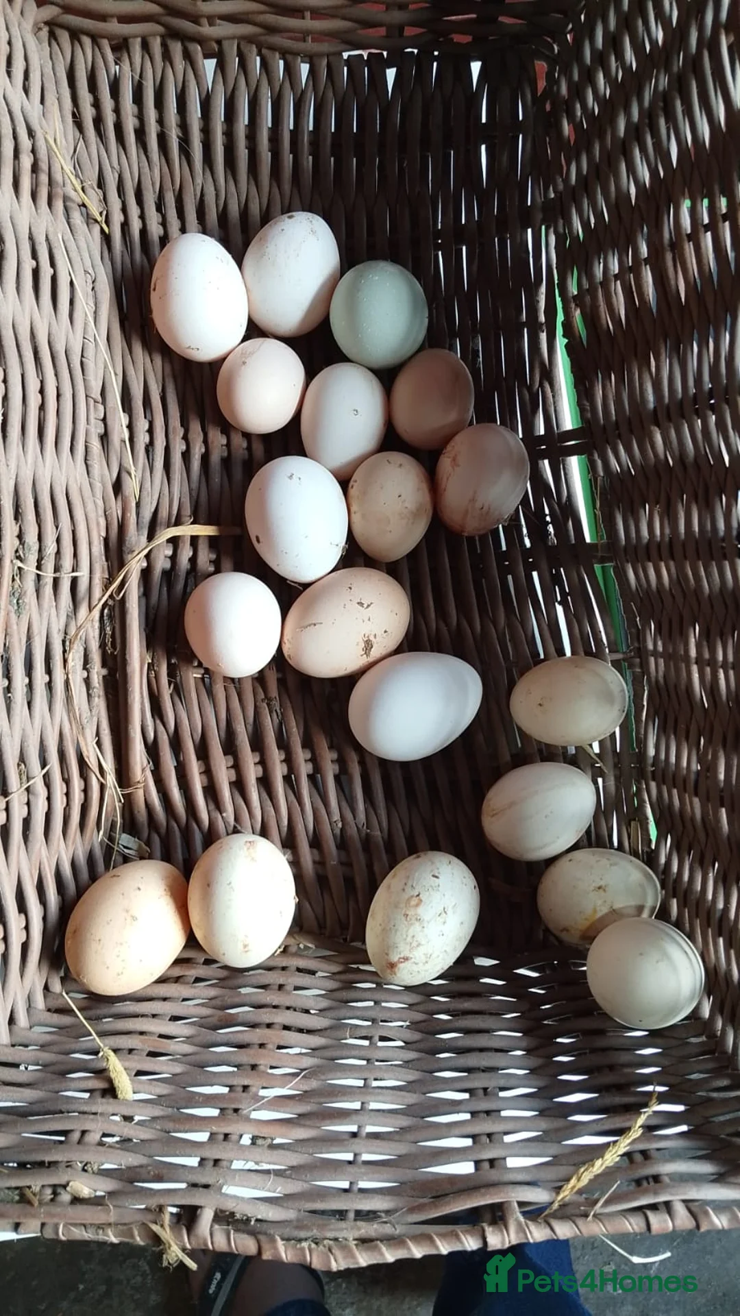 Chickens poultry for sale: 🐔 Organic Fertile Eggs & Pure Breed Chickens - Advert 7