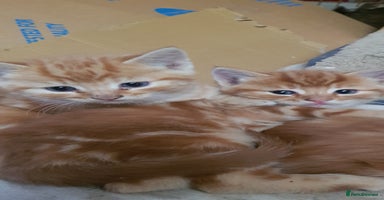 Mixed Breed cats - Advert 11