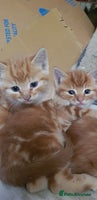 Mixed Breed cats - Advert 11