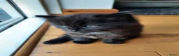 Mixed Breed cats for sale: 3 Adorable Black Kittens looking for Home - Advert 13
