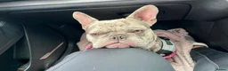 French Bulldog dogs for sale: French bulldog  - Advert 5