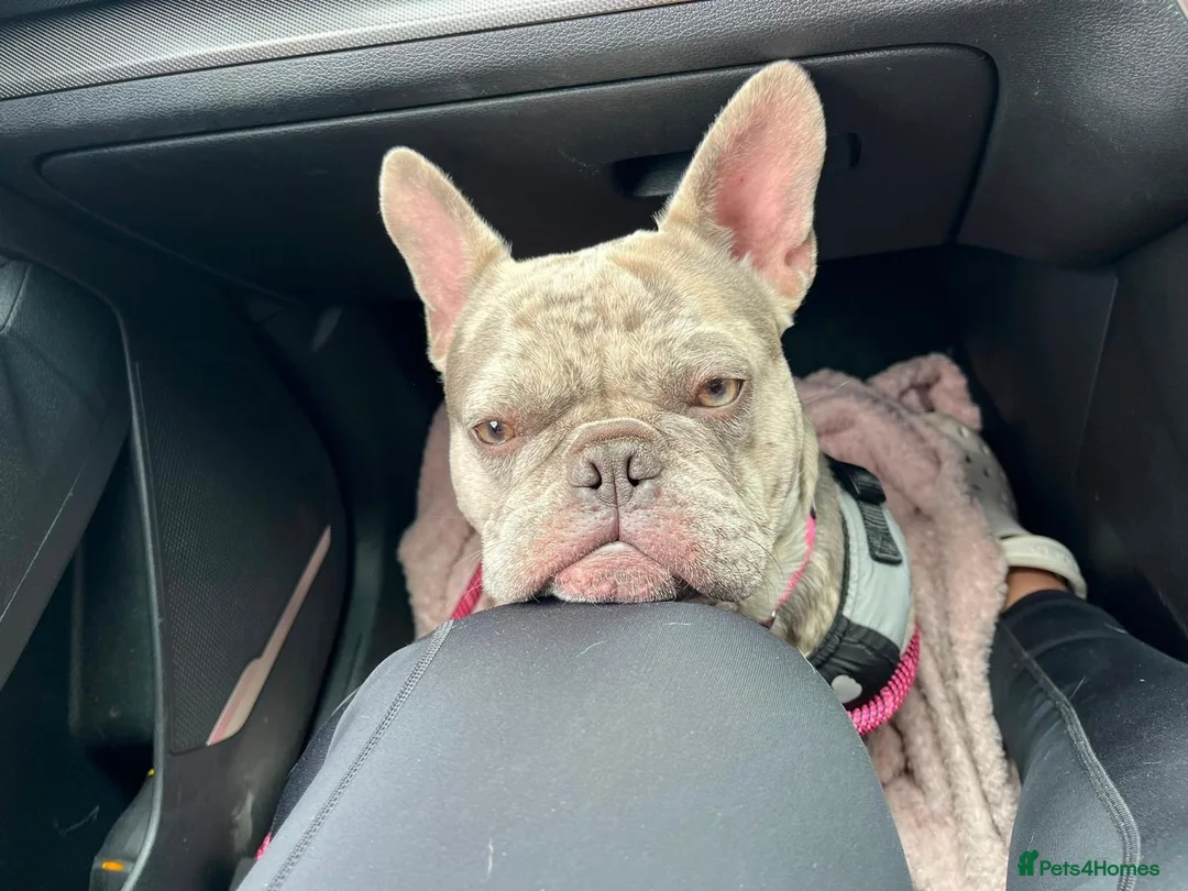 French Bulldog dogs for sale: French bulldog  - Advert 5