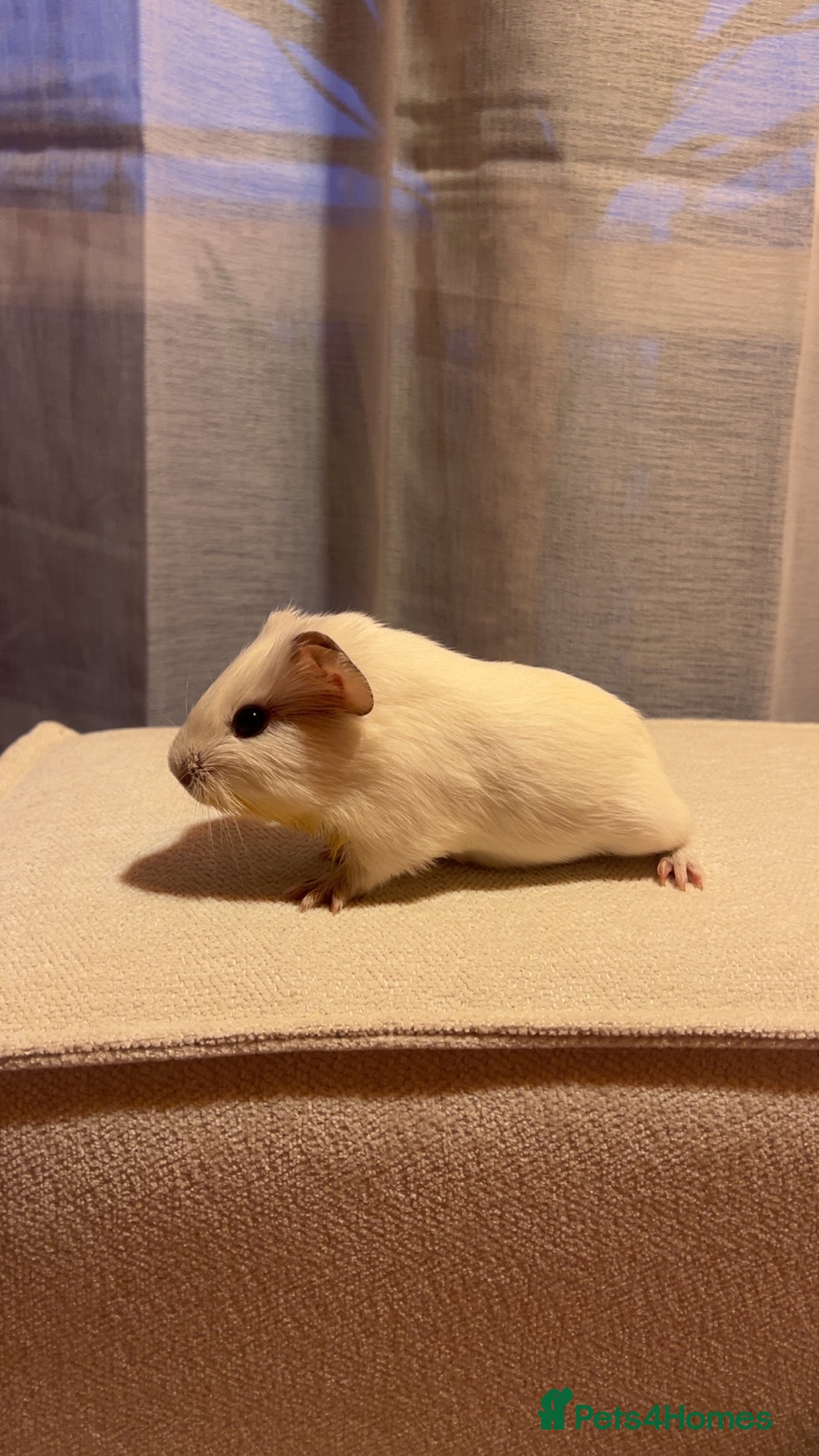 Guinea Pig rodents Two male guinea pigs  - Advert 1