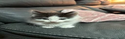 Mixed Breed cats for sale: Kittens for sale  in Ipswich - Advert 5