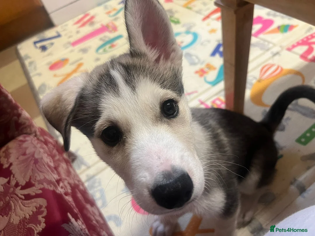 Siberian Husky dogs for sale: 10-Week-Old Siberian Husky Puppy. - Advert 5