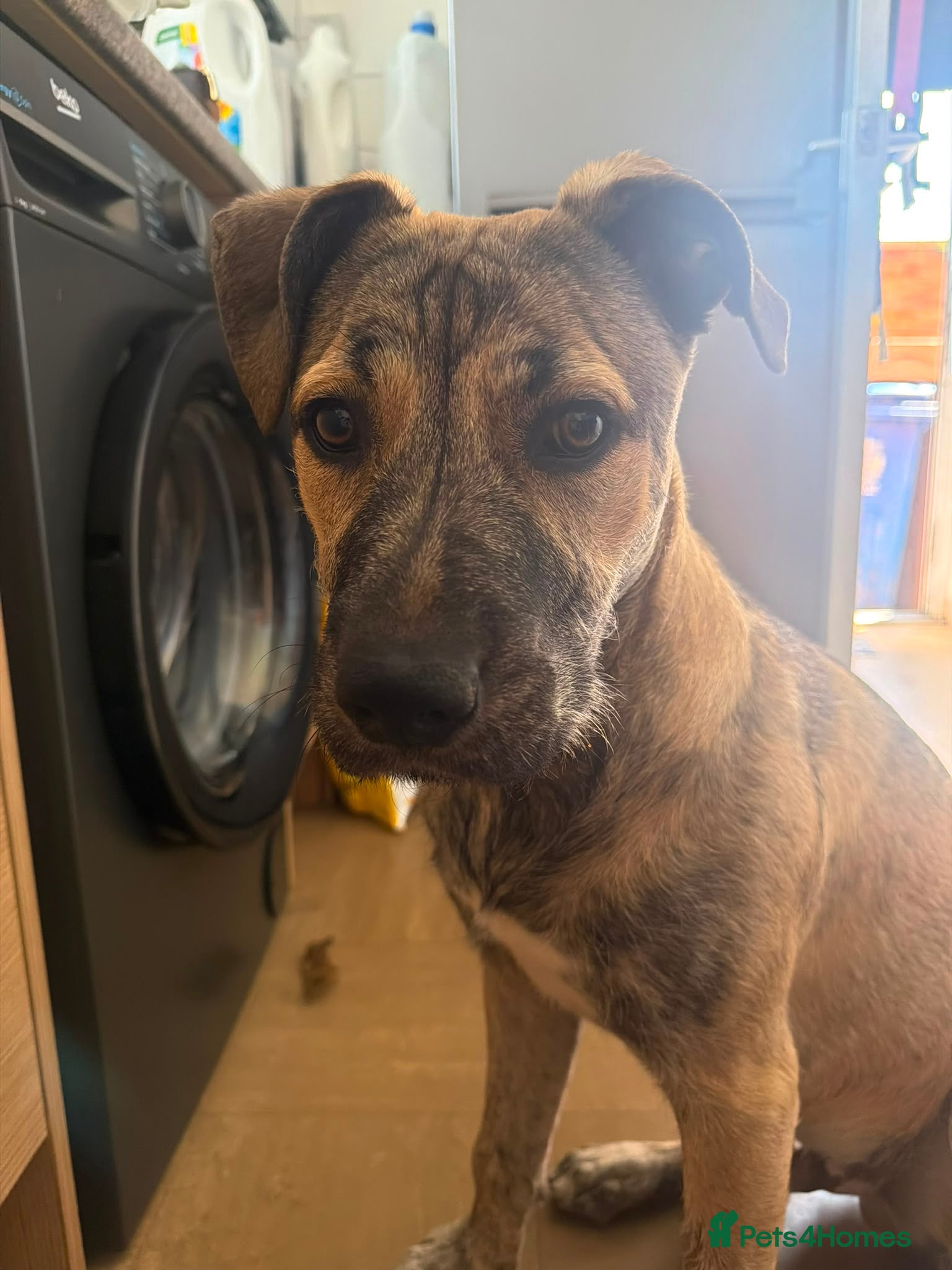 Mixed Breed dogs Toffee  - Advert 1
