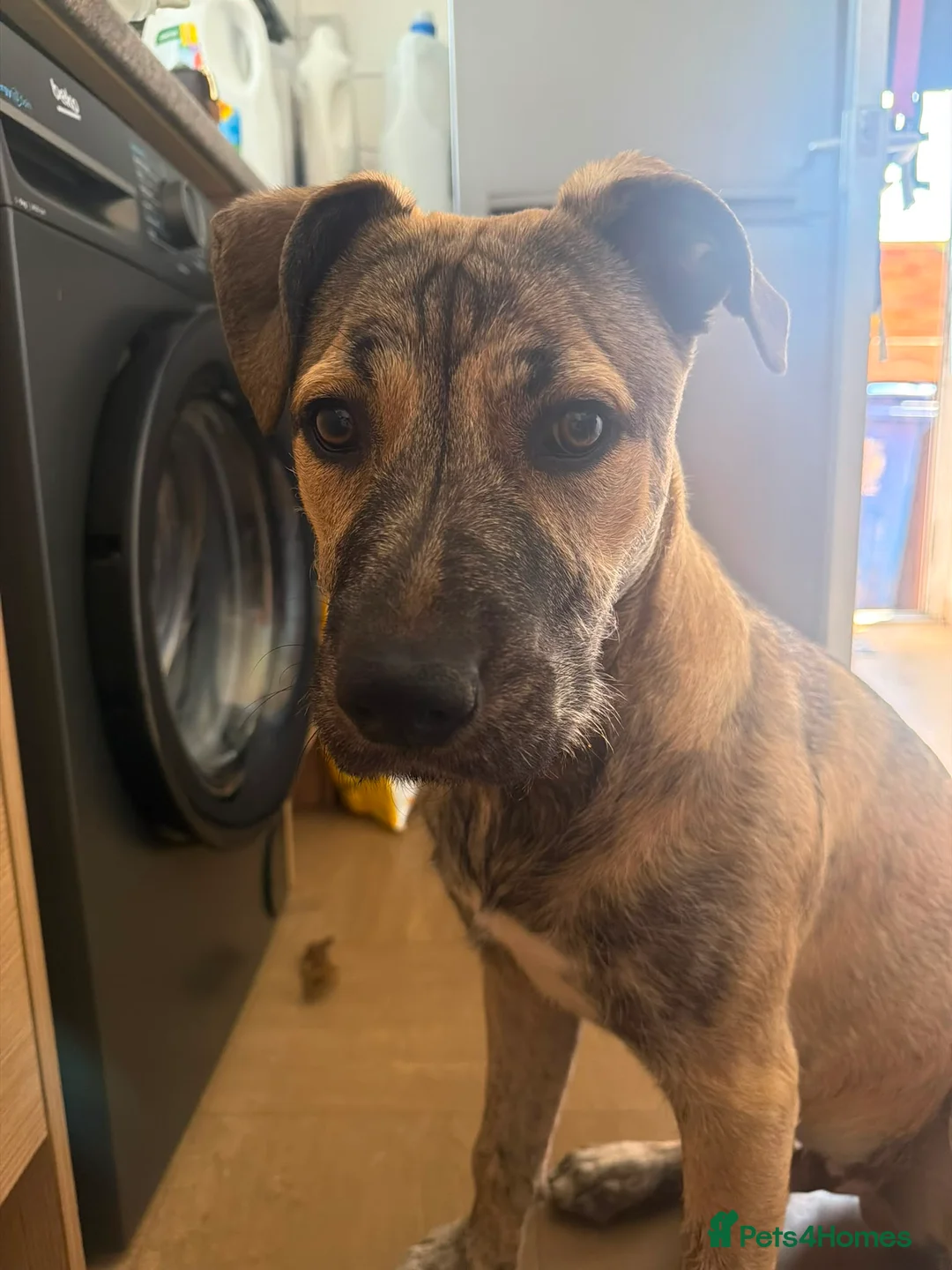 Mixed Breed dogs for sale: Toffee  - Advert 1