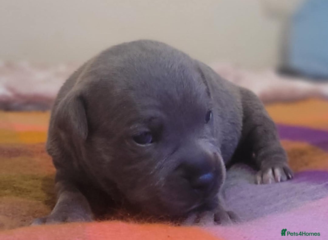 Staffordshire Bull Terrier dogs for sale: Kc Blue Staff pups - Advert 6