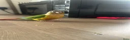 Conures birds for sale: Green cheek conure in Paignton - Advert 2