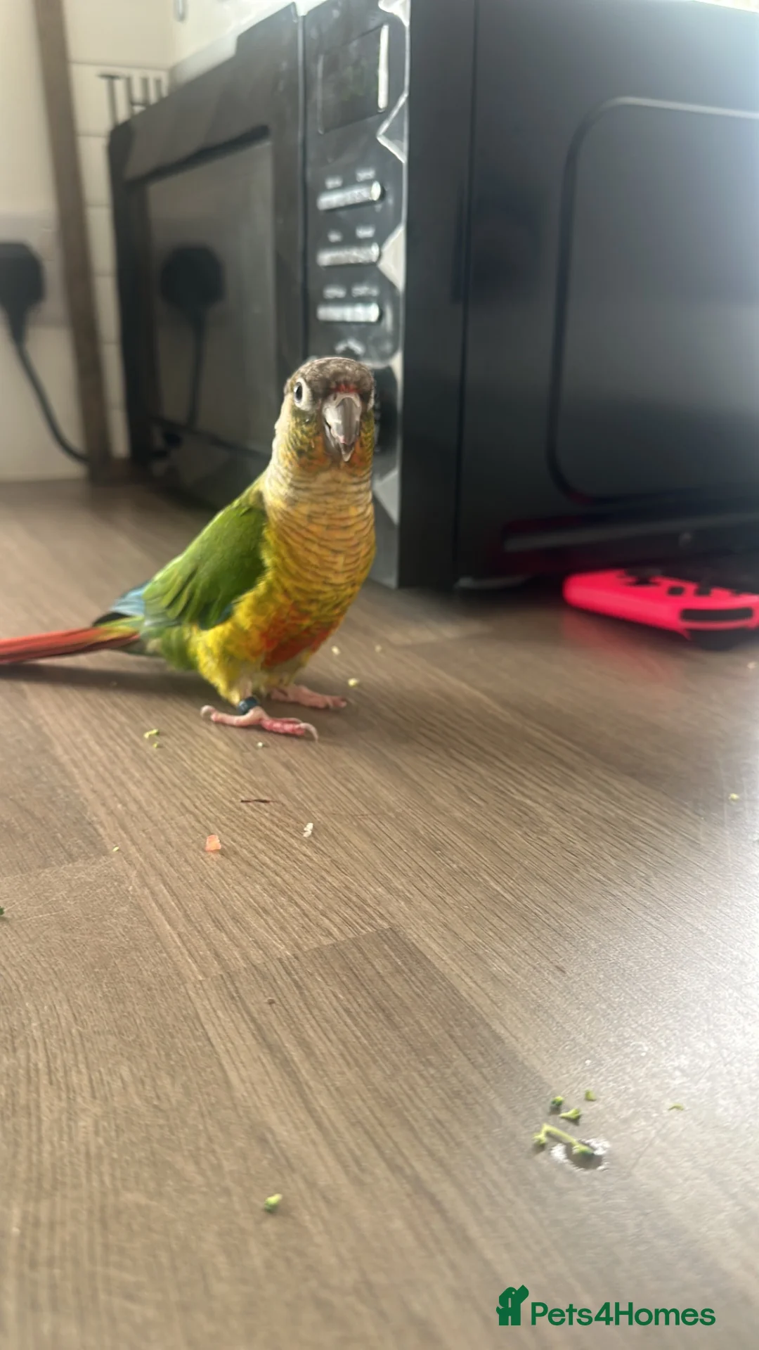 Conures birds for sale: Green cheek conure in Paignton - Advert 2