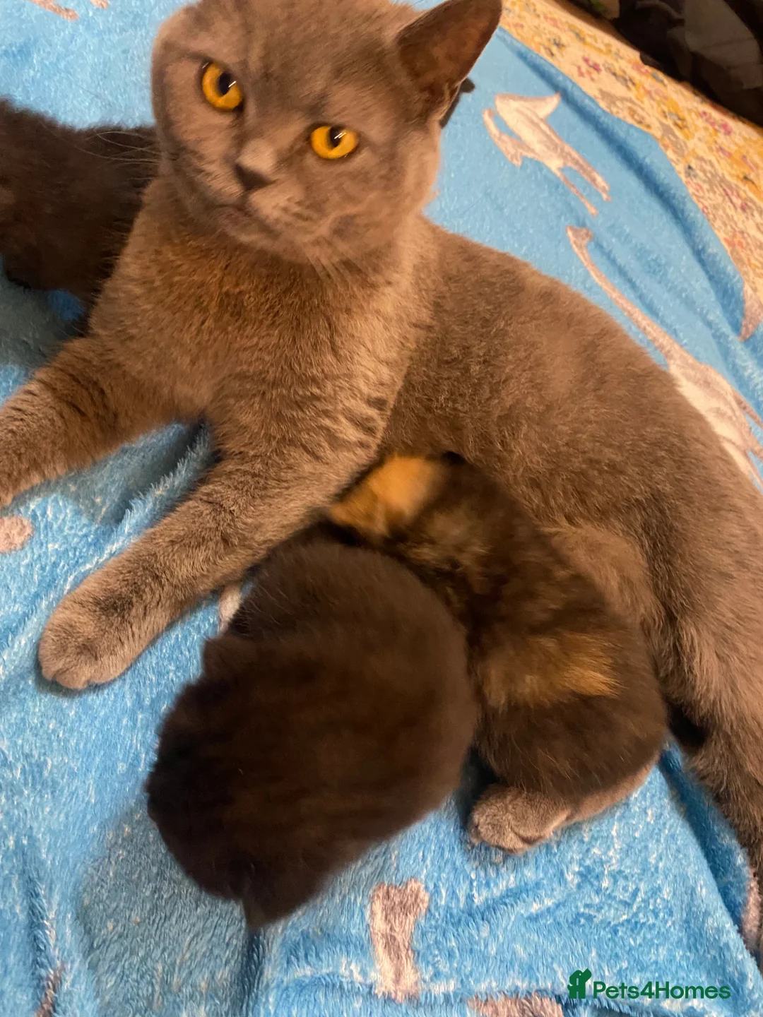 Mixed Breed cats for sale: Half british shorthair kittens - new home  - Advert 1