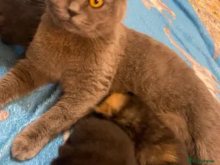 Mixed Breed cats Half british shorthair kittens - new home - Advert 3