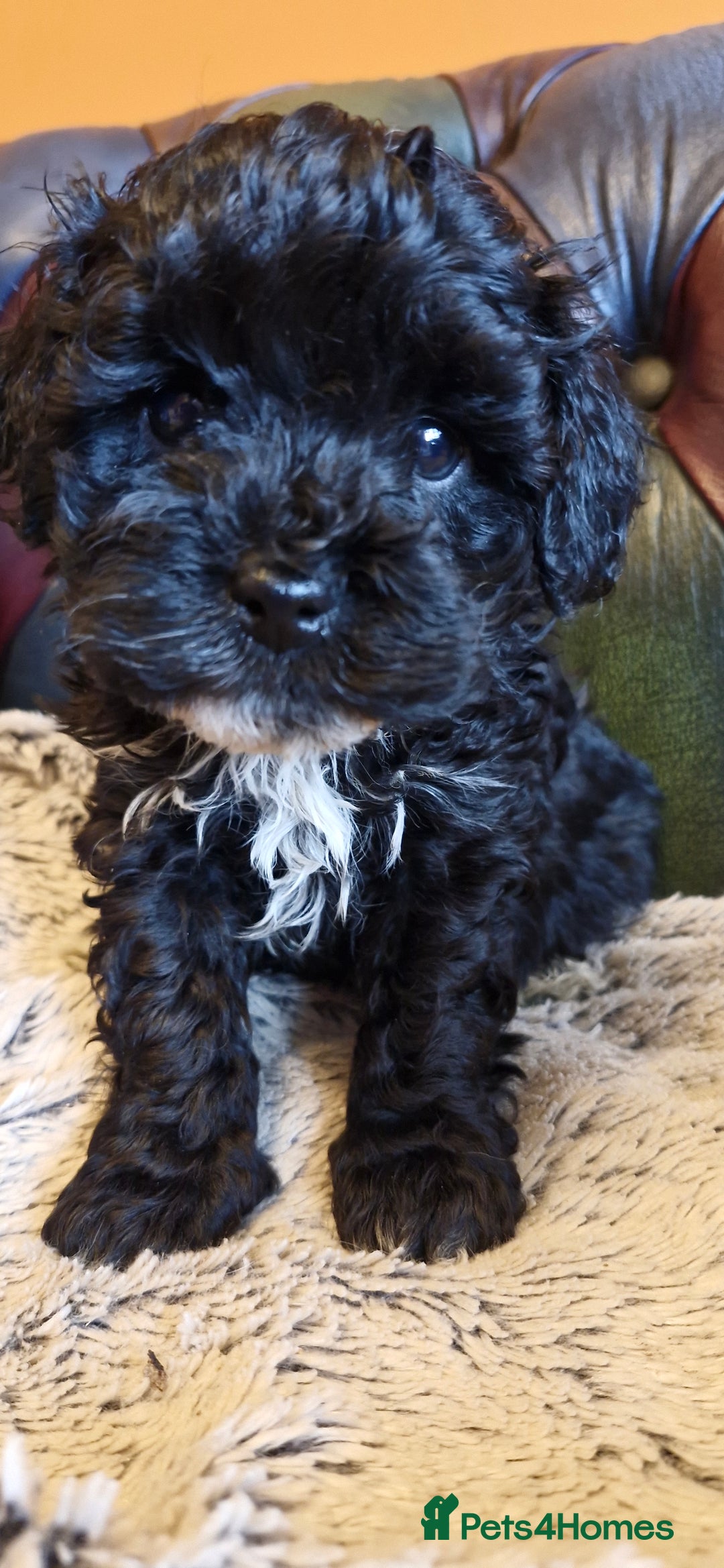 Cavapoo dogs for sale: Gorgeous f1b Cavapoo pups - Advert 27