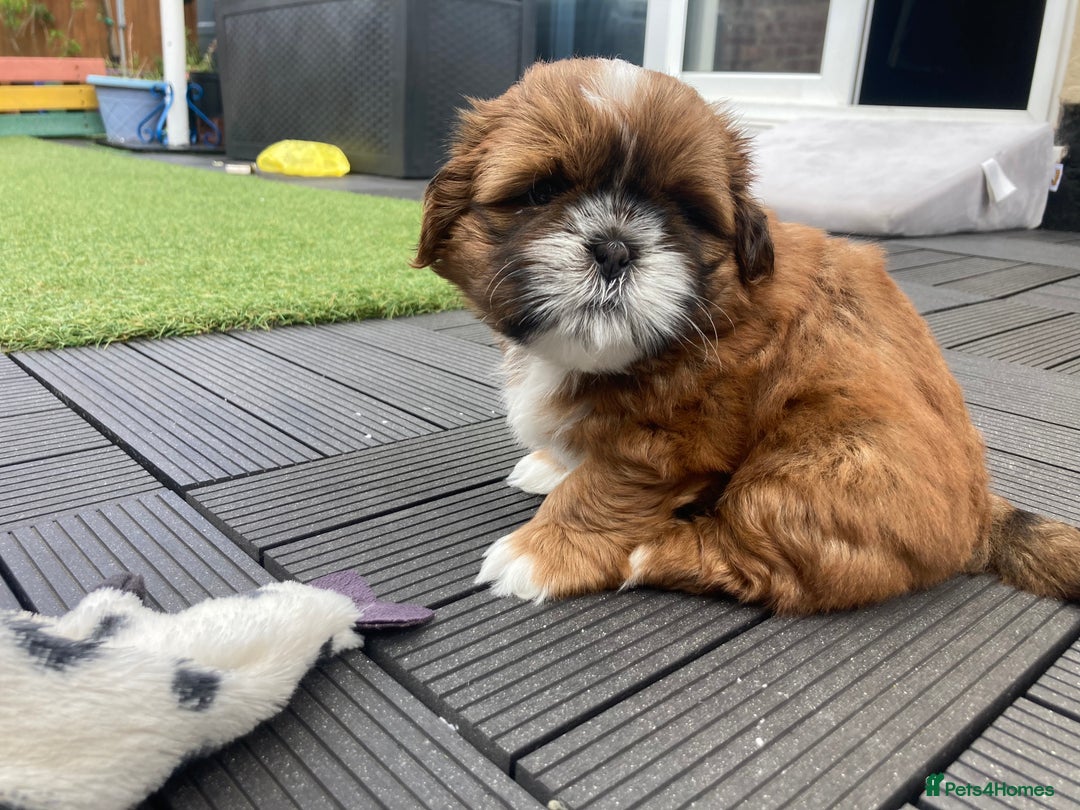 Shih Tzu dogs for sale: TOP KC reg Shih Tzu puppies - Image 20