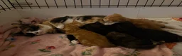 Domestic Shorthair cats for sale: 2 Beautiful Kittens Looking For Forever Home - Advert 7