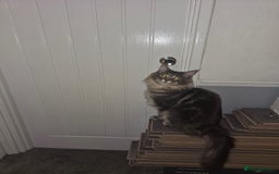 Maine Coon cats for sale: Friendly Stripy Grey Male Maine Coon  - Image 10