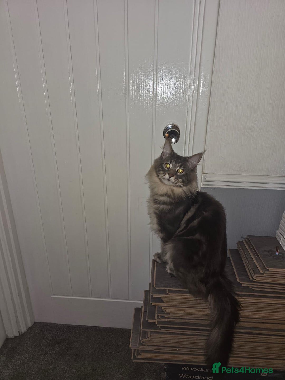 Maine Coon cats for sale: Friendly Stripy Grey Male Maine Coon  - Image 10