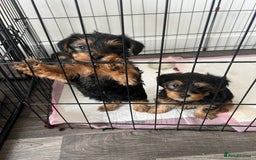 Yorkshire Terrier dogs for sale: Yorkshire terrier puppies  - Image 2