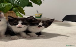 Mixed Breed cats for sale: Gorgeous mixed kittens - Image 1