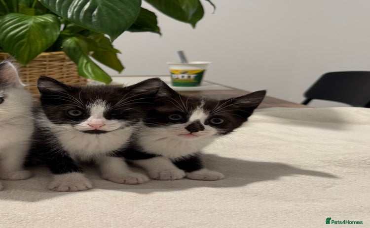 Mixed Breed cats - Advert 10