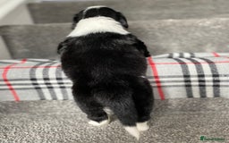 Mixed Breed dogs for sale: Cocker collie cross  - Image 15