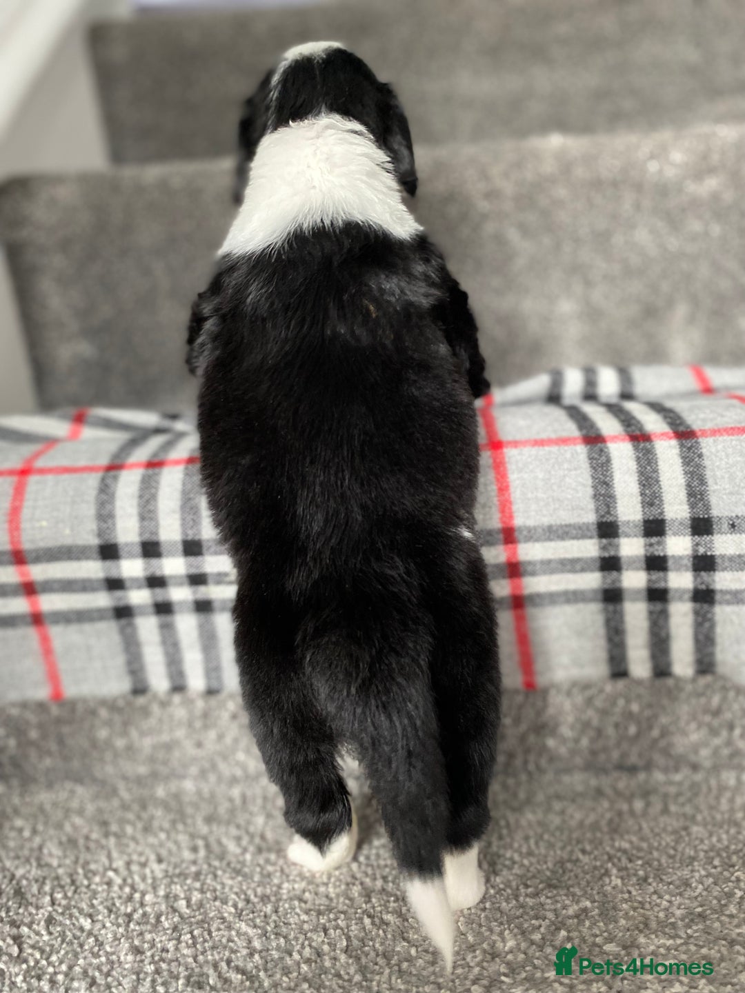 Mixed Breed dogs for sale: Cocker collie cross  - Image 15