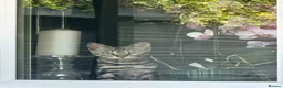 Bengal cats for sale: TICA silver rosseted Bengal female  - Advert 6