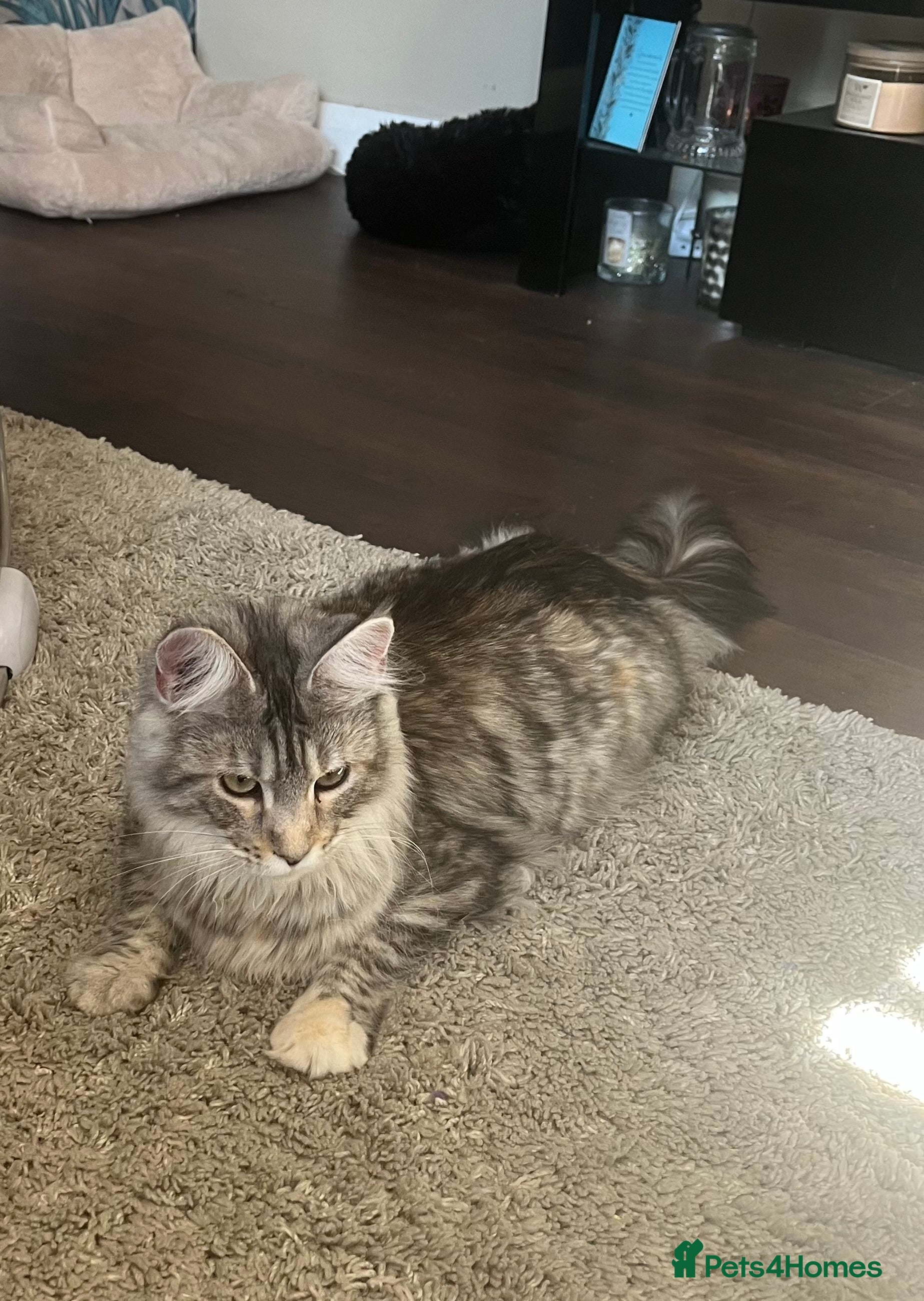 Maine Coon cats Maincoon cats 1 boy pedigree 1 girl GCCF  - Advert 4