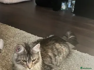 Maine Coon cats Maincoon female GCCF reg 15 months - Advert 5