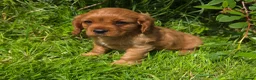 Cavalier King Charles Spaniel dogs for sale: * DNA TESTED CLEAR PUPPIES * - Advert 8