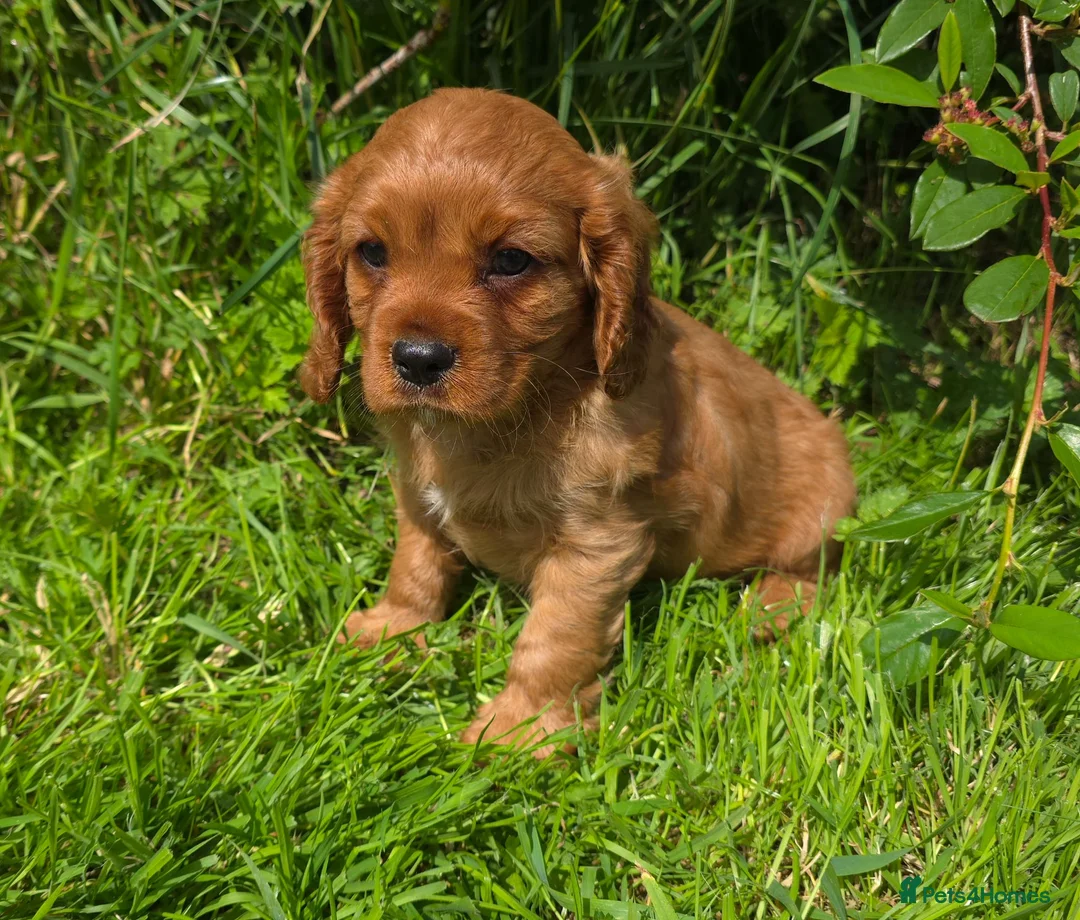 Cavalier King Charles Spaniel dogs for sale: * DNA TESTED CLEAR PUPPIES * - Advert 8