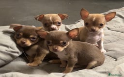 Chihuahua dogs for sale: CHIHUAHUA PUPPIES - Image 16