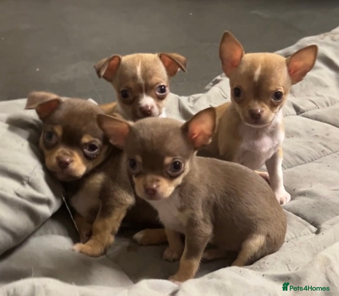 Chihuahua dogs for sale: CHIHUAHUA PUPPIES - Image 16