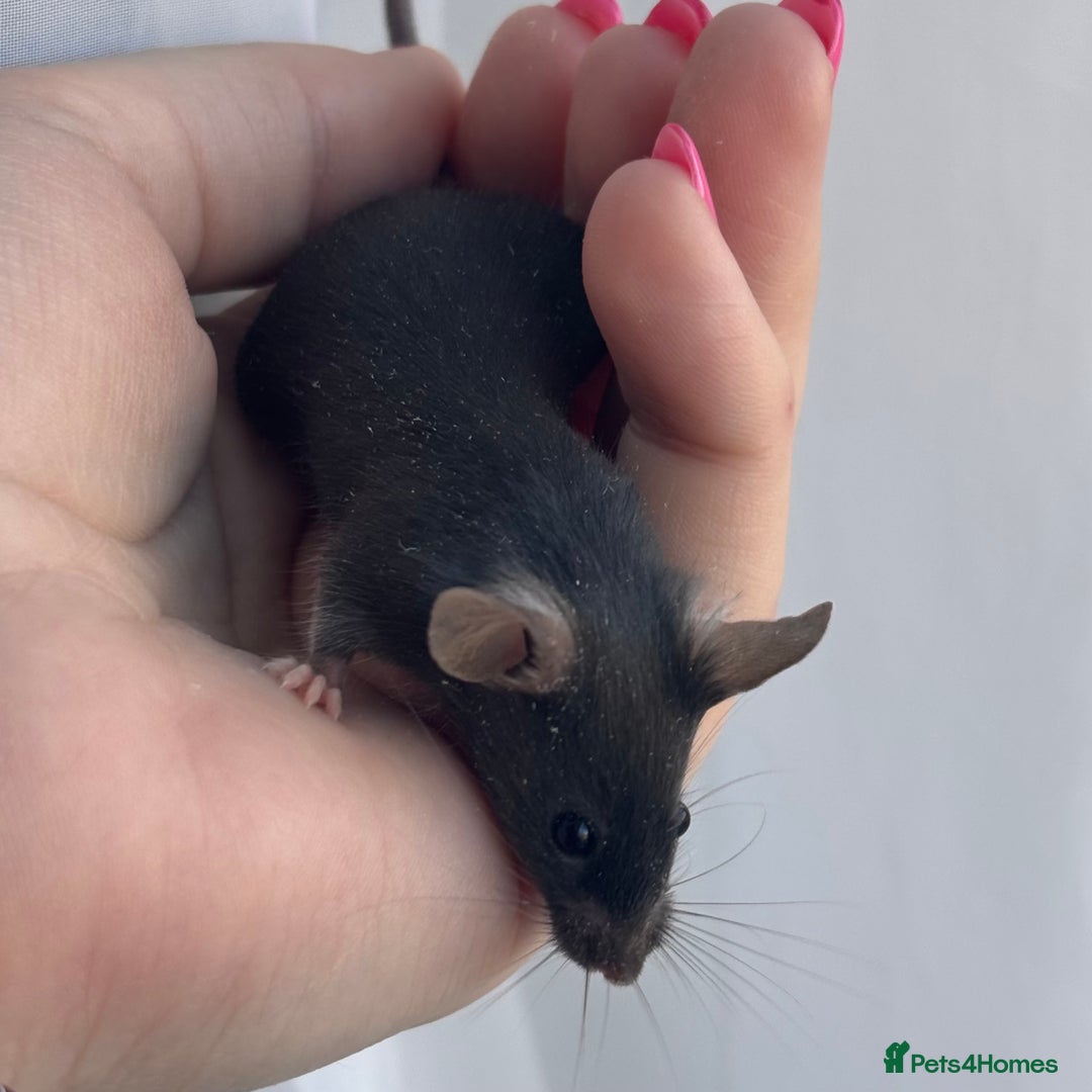 Mouse rodents for sale: Female Mice !!!Only 2 Left!!! - Advert 1